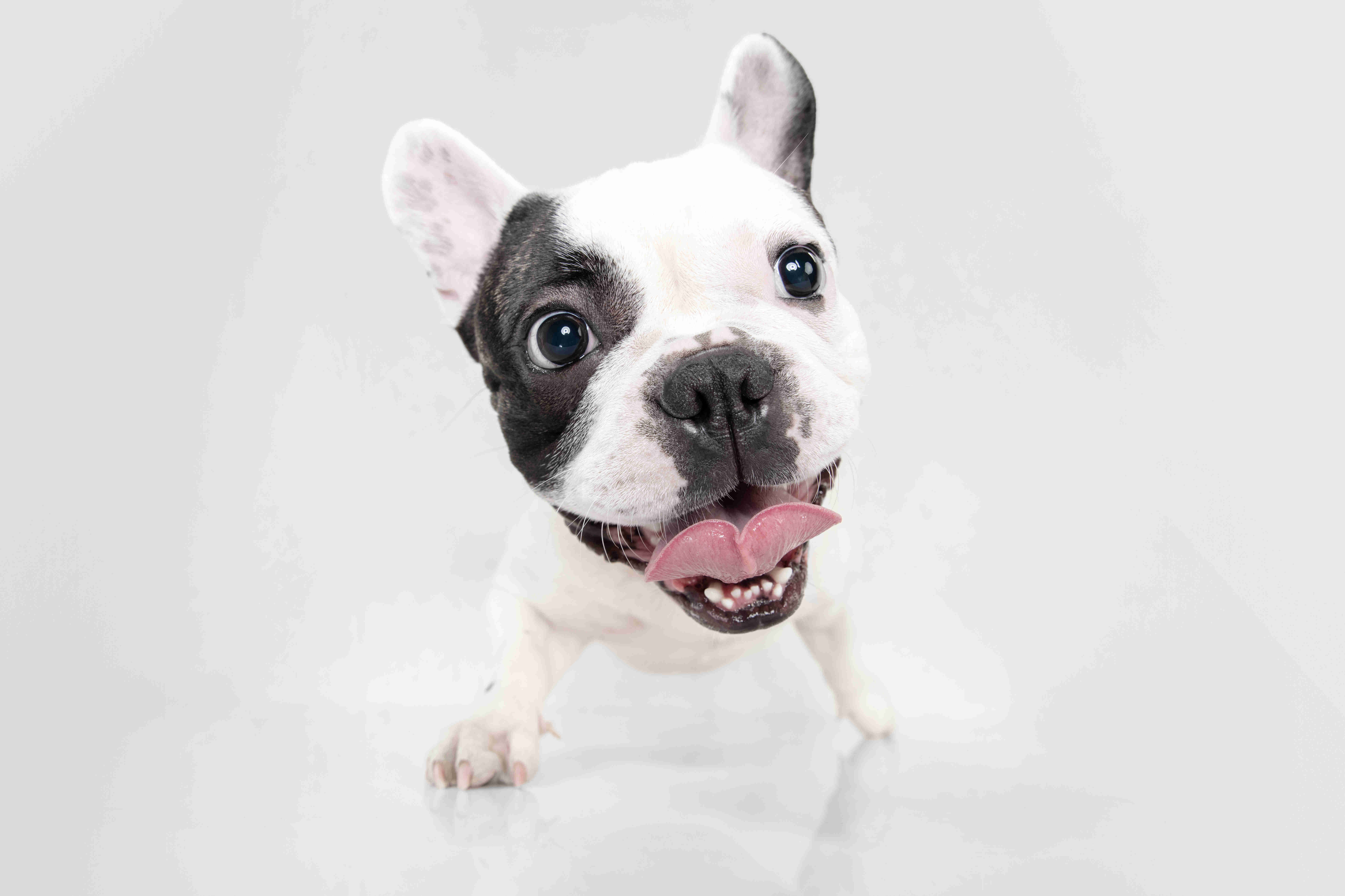 French Bulldogs: The Perfect Companion for Seniors and Those with Limited Mobility?